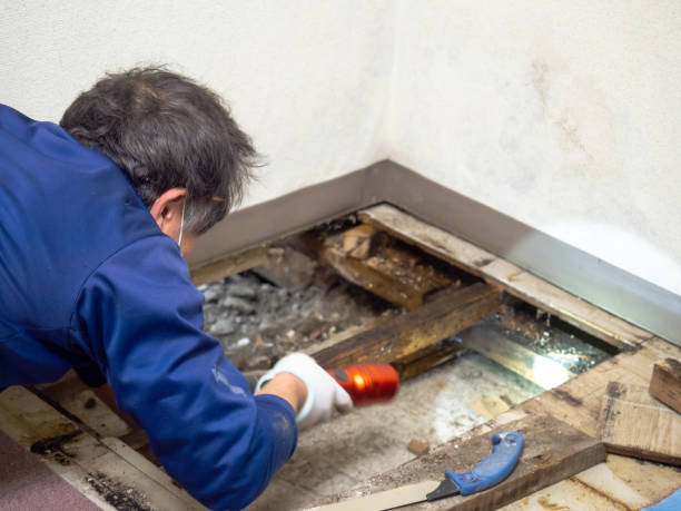Best Mold Testing  in Delta Junction, AK
