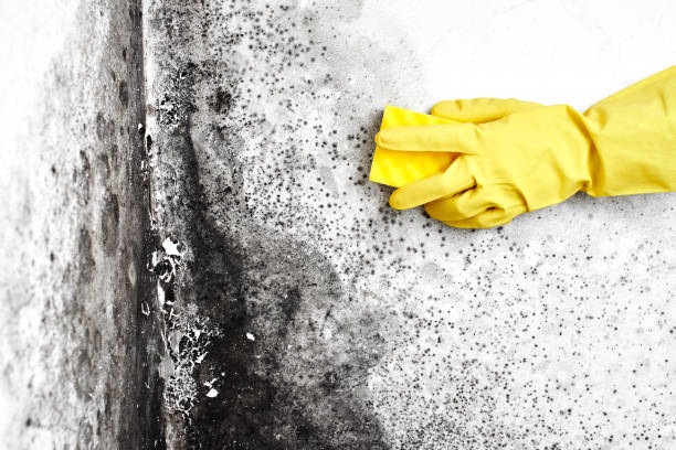 Best Mold Removal Company Near Me  in Delta Junction, AK