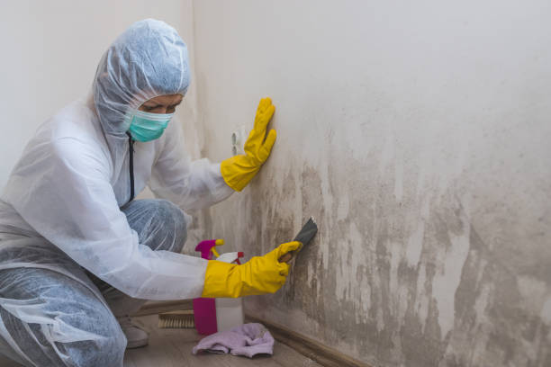 Best Mold Remediation  in Delta Junction, AK