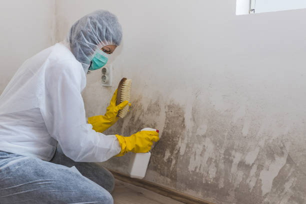 Best Emergency Mold Removal  in Delta Junction, AK
