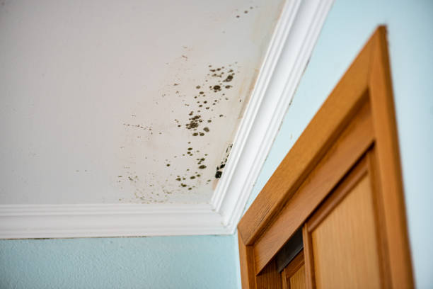 Best Professional Mold Removal  in Delta Junction, AK