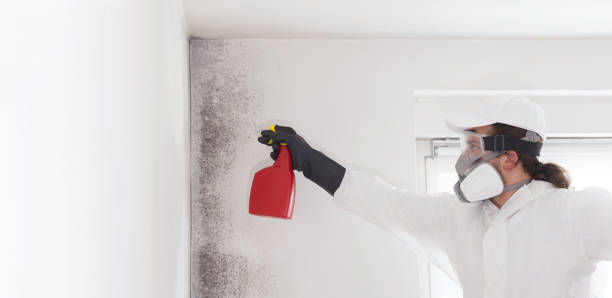 Best Black Mold Removal  in Delta Junction, AK