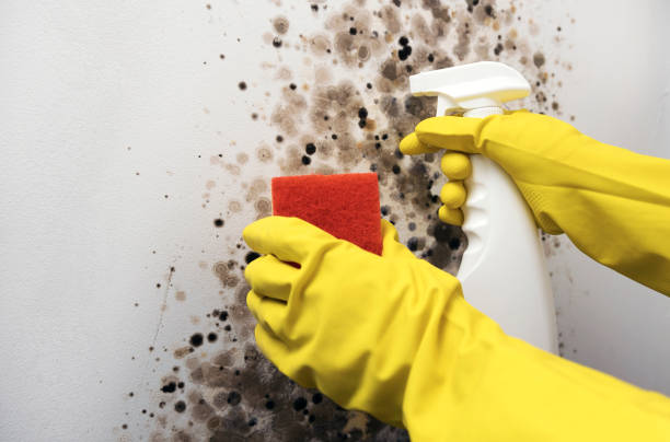 Attic Mold Removal in Delta Junction, AK