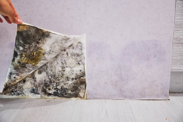 Home Mold Removal in Delta Junction, AK